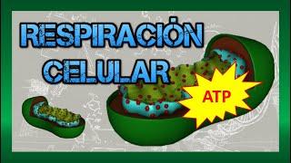 Comprehensive Study Notes on Bioenergetics and Cellular Respiration