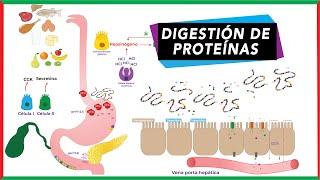 Protein Digestion: From Food to Amino Acids