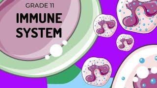 Understanding the Immune System: Defense Mechanisms