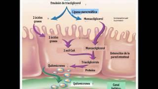 Lipid Metabolism: Synthesis, Regulation, and Transport