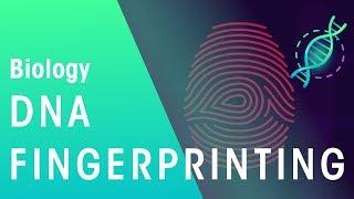Understanding DNA Fingerprinting and Profiling (Ch.5)