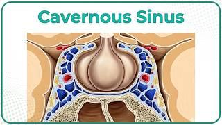 Anatomy of the Cavernous Sinus