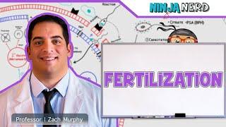 Fertilization: The Journey from Sperm to Zygote
