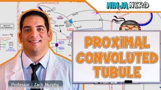 Proximal Convoluted Tubule Function in Kidney Physiology