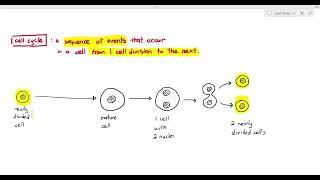 Understanding the Mitotic Cell Cycle