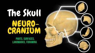 Anatomy of the Human Skull