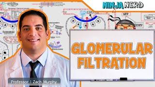 Glomerular Filtration: Understanding the Renal Corpuscle