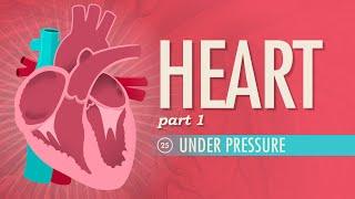 Understanding the Heart: Anatomy and Function