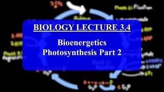 Photosynthesis: Electron Transport and the Calvin Cycle