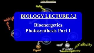 Understanding Photosynthesis: Light Reactions and Beyond