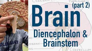 Understanding the Internal Structures of the Brain