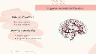 Neuroanatomía Básica e Integración Sistémica