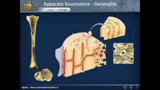 Apparato Locomotore: Ossa, Articolazioni e Muscoli