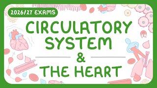 Understanding the Circulatory System