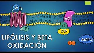 Comprehensive Study Notes on Lipid Metabolism: Lipolysis and Beta-Oxidation