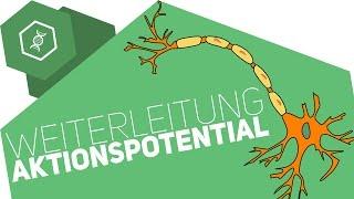 Die Weiterleitung von Aktionspotenzialen im Nervensystem