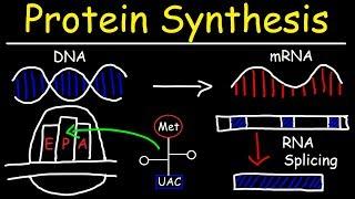 Transcription and Translation: The Foundations of Protein Synthesis