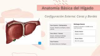 Anatomía Abdominopélvica: Cuadrantes y Estructuras Clave