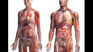 Foundations of Anatomy and Physiology