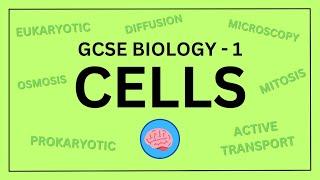 Cell Biology Simplified