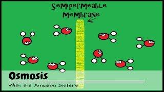 Understanding Osmosis: The Movement of Water