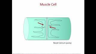 Understanding Skeletal Muscle Tissue and Contraction Mechanisms