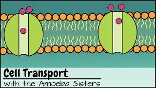 Cell Membrane Transport Mechanisms