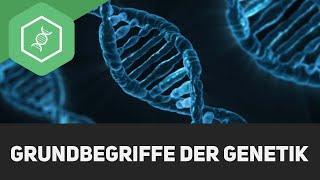 Die Grundlagen der Genetik