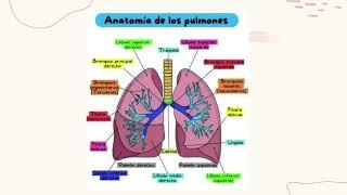 Anatomía Cardiotorácica y Estructuras Asociadas