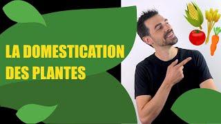 La Domestication des Plantes : Une Révolution Agricole
