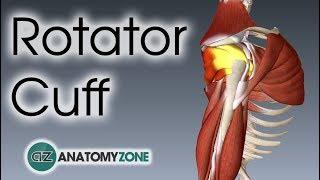 Understanding the Anatomy of the Rotator Cuff