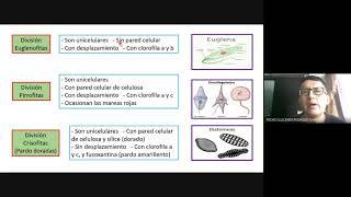 Características y Clasificación del Reino Plantae