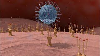 Immunité Adaptative : Mécanismes et Réponses