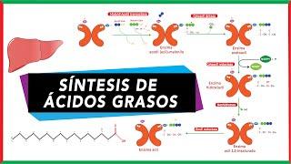 De Novo Fatty Acid Synthesis: Palmitic Acid
