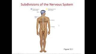 Introduction to Nervous Tissue and the Nervous System