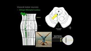 Brain Stem Cranial Nerve Motor Nuclei