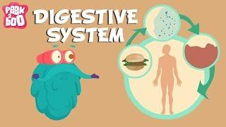 Exploring the Human Digestive System