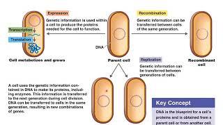 DNA Replication and Protein Synthesis Overview