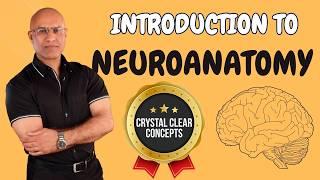 Understanding the Nervous System: Structure and Function