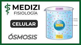 Estudio de la Ósmosis y su Importancia en Fisiología