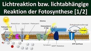 Die Funktionsweise der Photosynthese