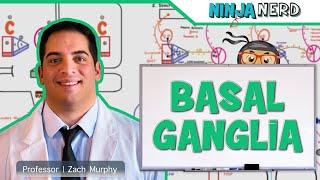 Understanding the Basal Ganglia: Anatomy, Function, and Pathways