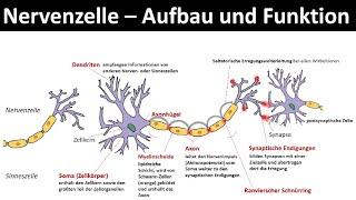 Aufbau und Funktion von Nervenzellen
