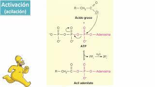 Hormonal and Functional Bases of Lipolysis