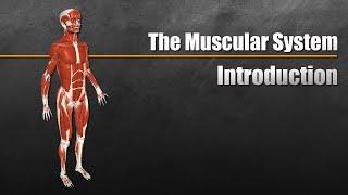 Understanding the Muscular System
