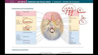 Cranial Nerves and Their Pathways