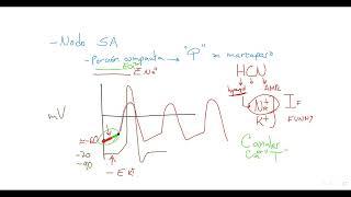 Propiedades Electrofisiológicas del Miocardio