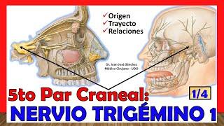 Exploring the Trigeminal Nerve