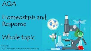 Understanding Homeostasis and Body Response