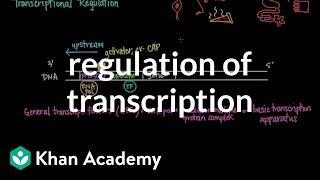 Gene Regulation Mechanisms in Prokaryotes and Eukaryotes